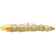 Petco Freshwater Fish Betta Tetra Guppies More Petco