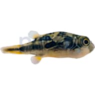 Petco Freshwater Fish Betta Tetra Guppies More Petco