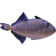 Petco with saltwater fish near me top