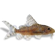 Petco Freshwater Fish Catfish Petco