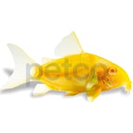 Petco Freshwater Fish Catfish Petco