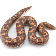 Corn snake sale for sale petco