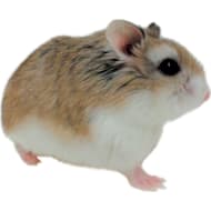 Small Pets & Animals: Hamsters, Rabbits & More | Petco