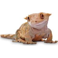 Petco Pet Lizards Petco