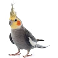 Petco Live Birds for Sale Petco