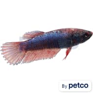 Imagitarium Betta Fish Petco