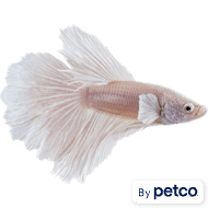 Betta fish price at petco sale