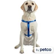  Petco Brand - Good2Go Reflective Blue Diamond Dog