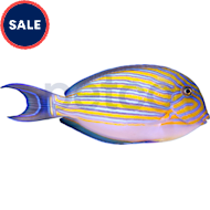 Petco with saltwater fish near me top