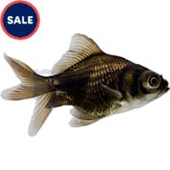 Mosquito fish for sale petco top