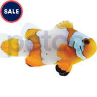 Petco Saltwater Fish Marine Fish Available In Store