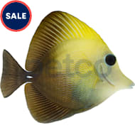 Petco 2025 marine fish