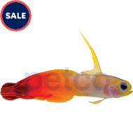 Petco Saltwater Fish Marine Fish Available In Store