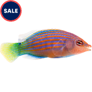 Petco with saltwater fish shop near me