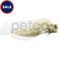 Lionfish for sale petco sale