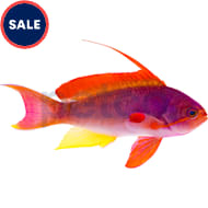 Lionfish for sale sale petco