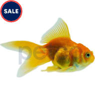 Petco Freshwater Fish Pond Fish for Sale Petco