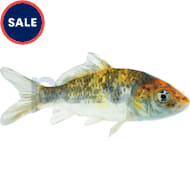 Mosquito fish for sale petco clearance