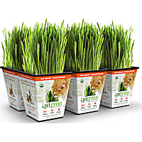Pet Greens Cat Grass Original Wheatgrass