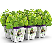 Pet Greens Live Catnip for Cats