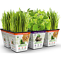 Pet Greens Multi Pack Live Grass & Catnip