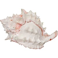 Zoo Med Hermit Crab "Growth" Shell, 1 Pack