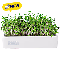 Back to the Roots Organic Microgreens Grow Kit with Ceramic Planter and Organic Seeds