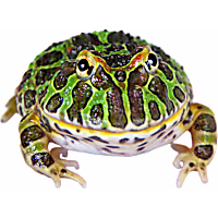 Pacman Frog