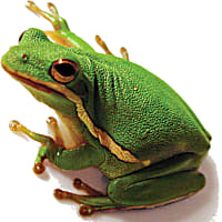 Green Tree Frog