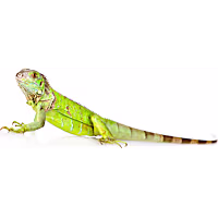 Iguana