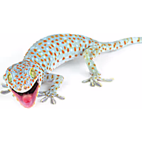 Tokay Gecko