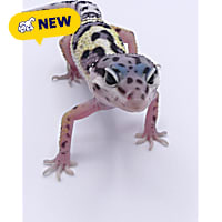 Leopard Gecko
