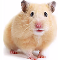 Syrian Hamster