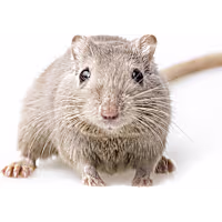 Gerbil