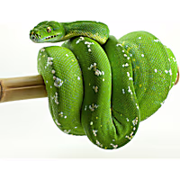 Green Tree Python