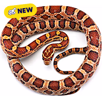 Corn Snake