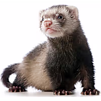 Ferret