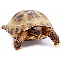 Russian Tortoise