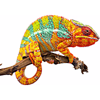Panther Chameleon