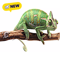 Veiled Chameleon