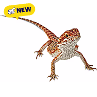 Bearded Dragon
