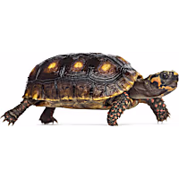 Redfoot Tortoise