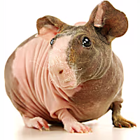 Hairless Guinea Pig