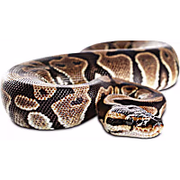 Ball Python
