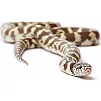 King Snake