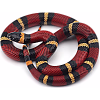 Milk Snake