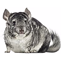 Chinchilla