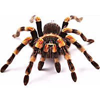 Tarantula