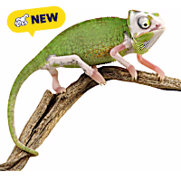 Piebald Veiled Chameleon