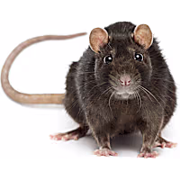Rat